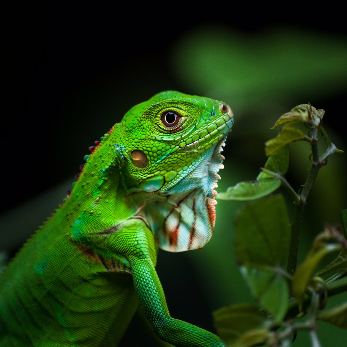 Parque Nacional Los Quetzales